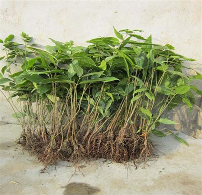 素心腊梅腊梅小苗丛生腊梅花批发腊梅苗