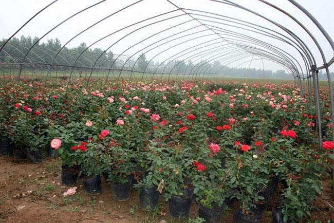 大花月季苗圃大量供应大花月季小苗