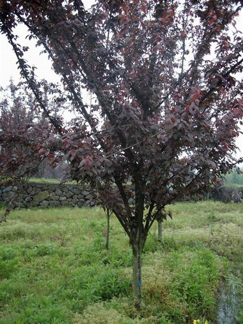 紫叶李10公分-12公分-15公分紫叶李紫叶李齐全-597苗木网