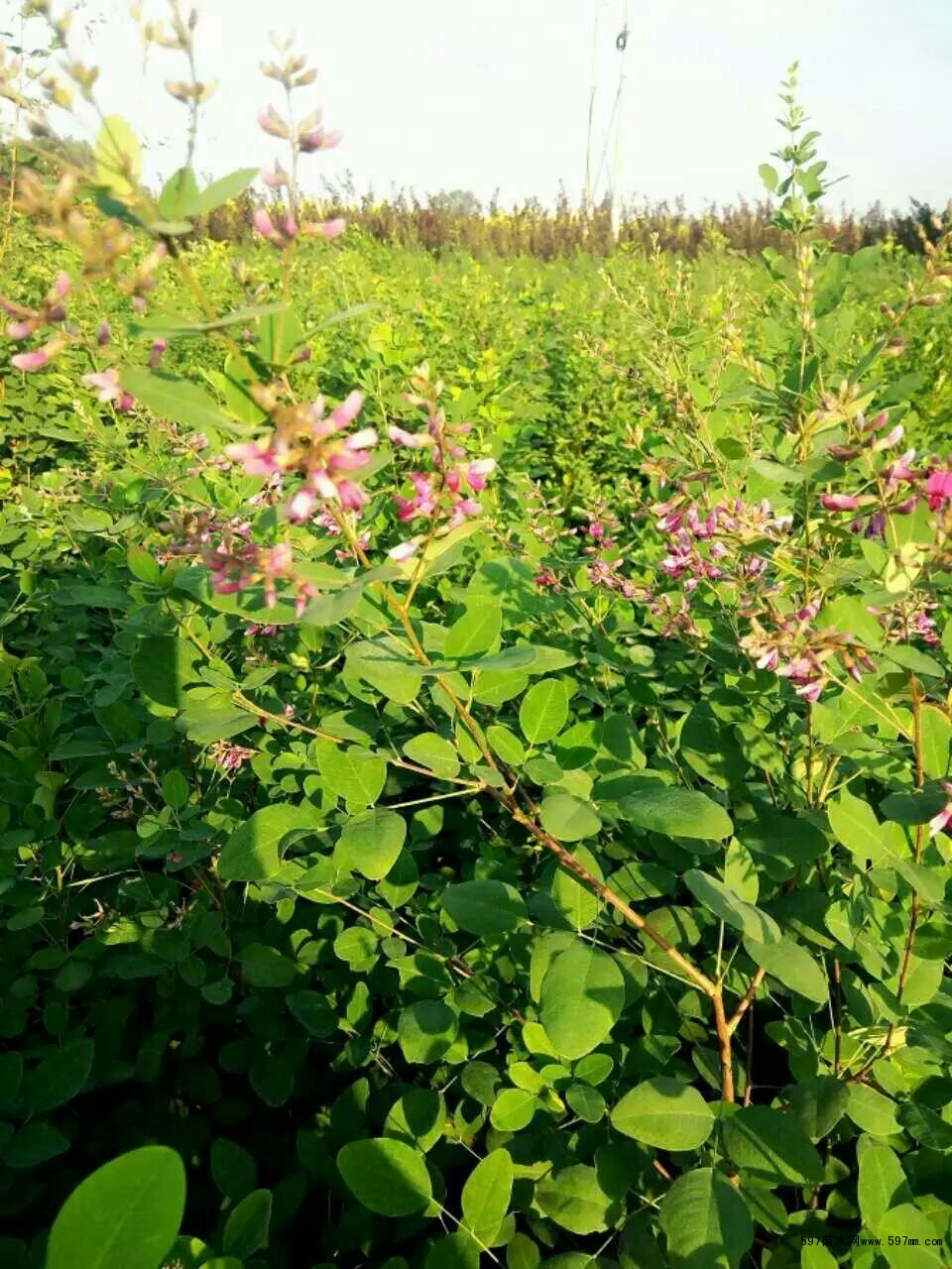 大棵胡枝子高度2米冠幅12米市场行情