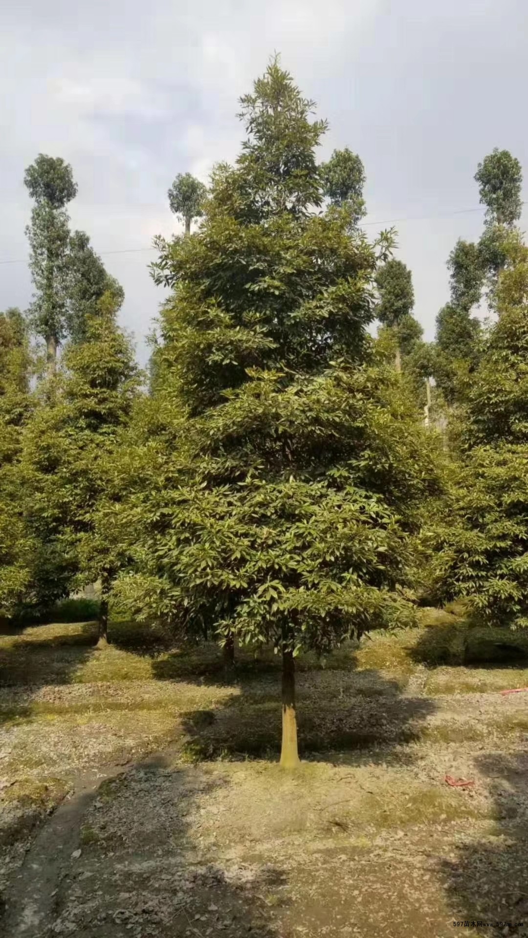 湖北桢楠基地批发 12公分桢楠价格 楠木报价