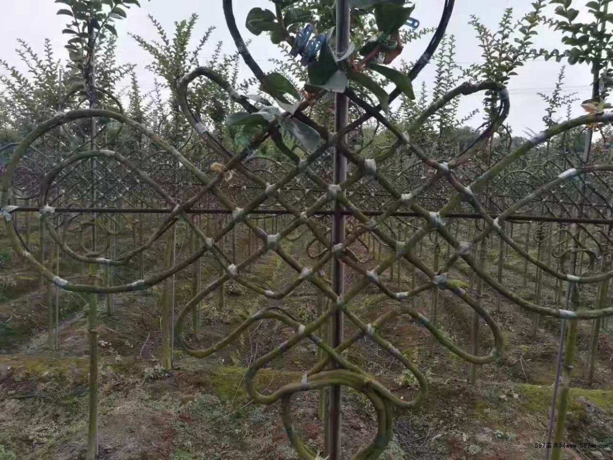 紫薇造型中国结与传统绿植的优劣势