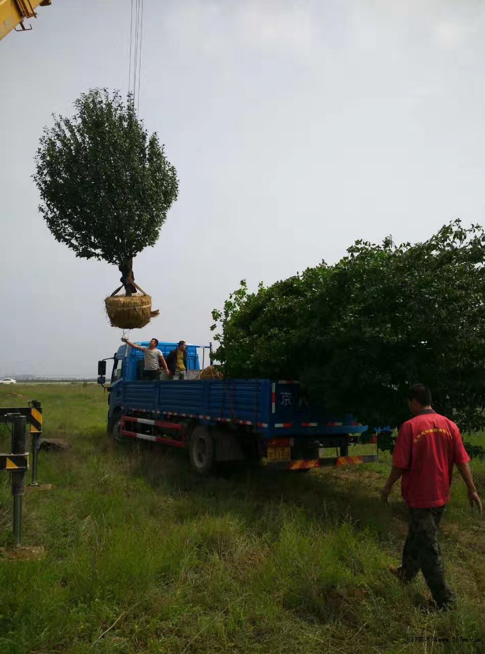 八棱海棠树装车