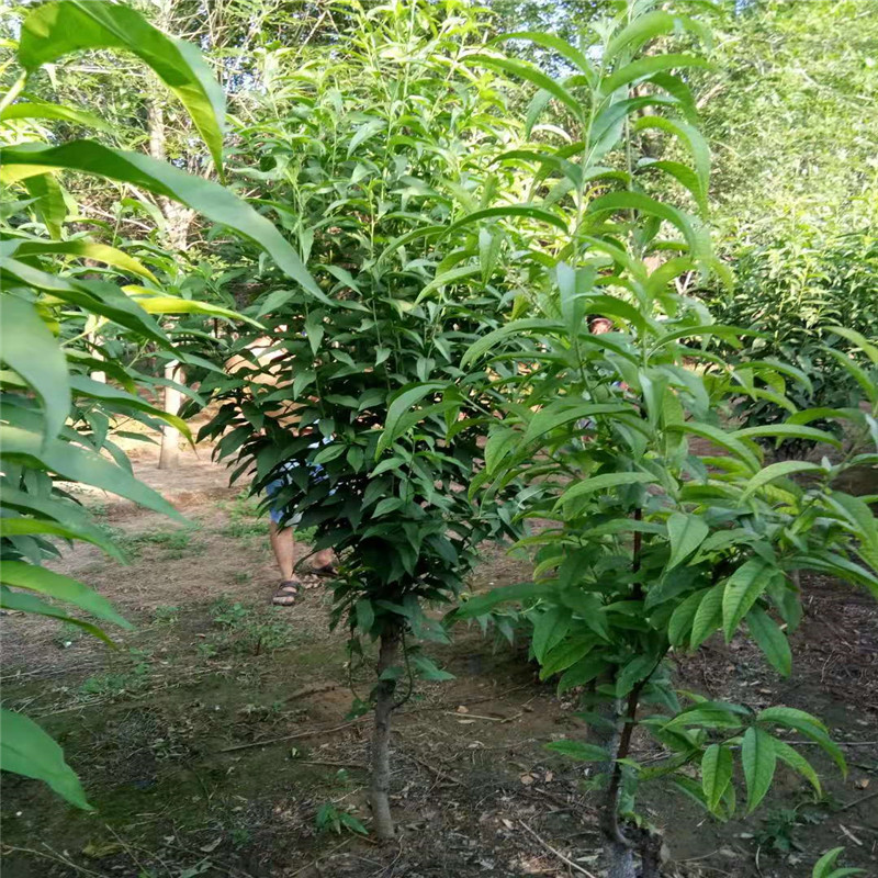6公分龙柱碧桃价格 6公分龙柱碧桃种植管理-597苗木网