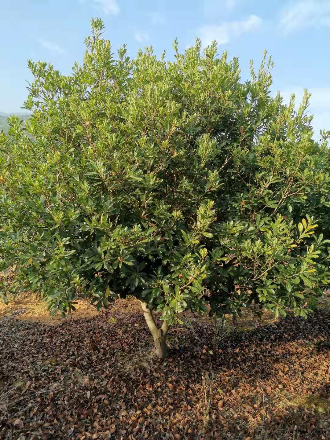 自销5公分8公分10公分自家杨梅树价格