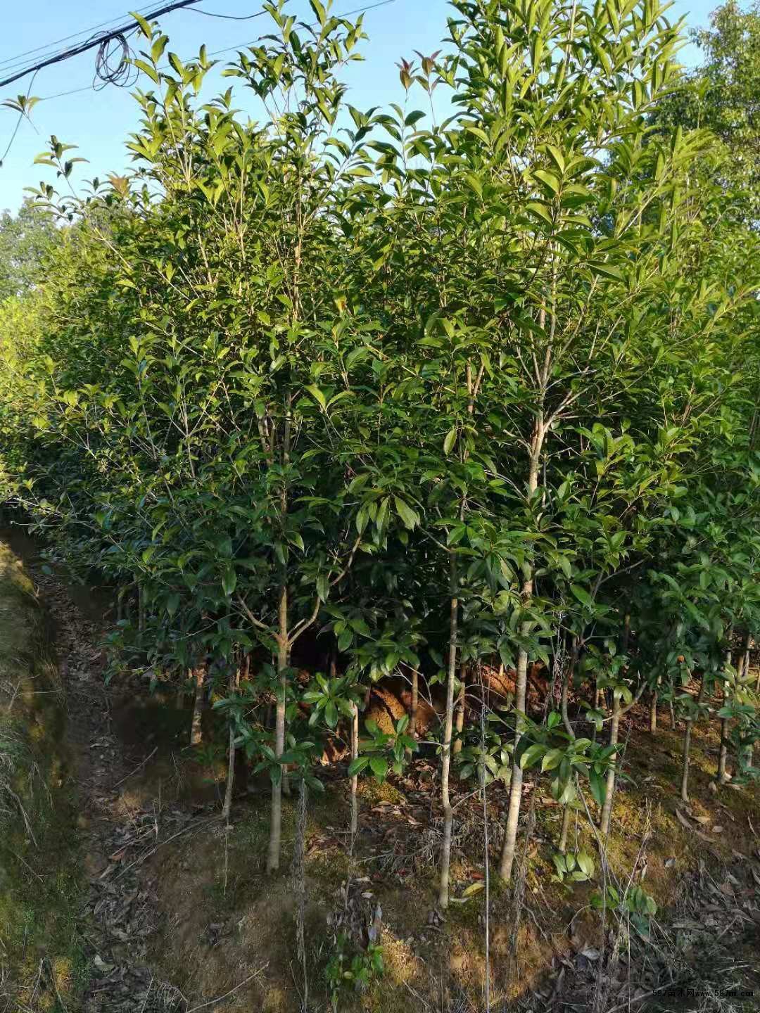 3公分桂花3公分罗汉松价格3公分桂花树苗木价格