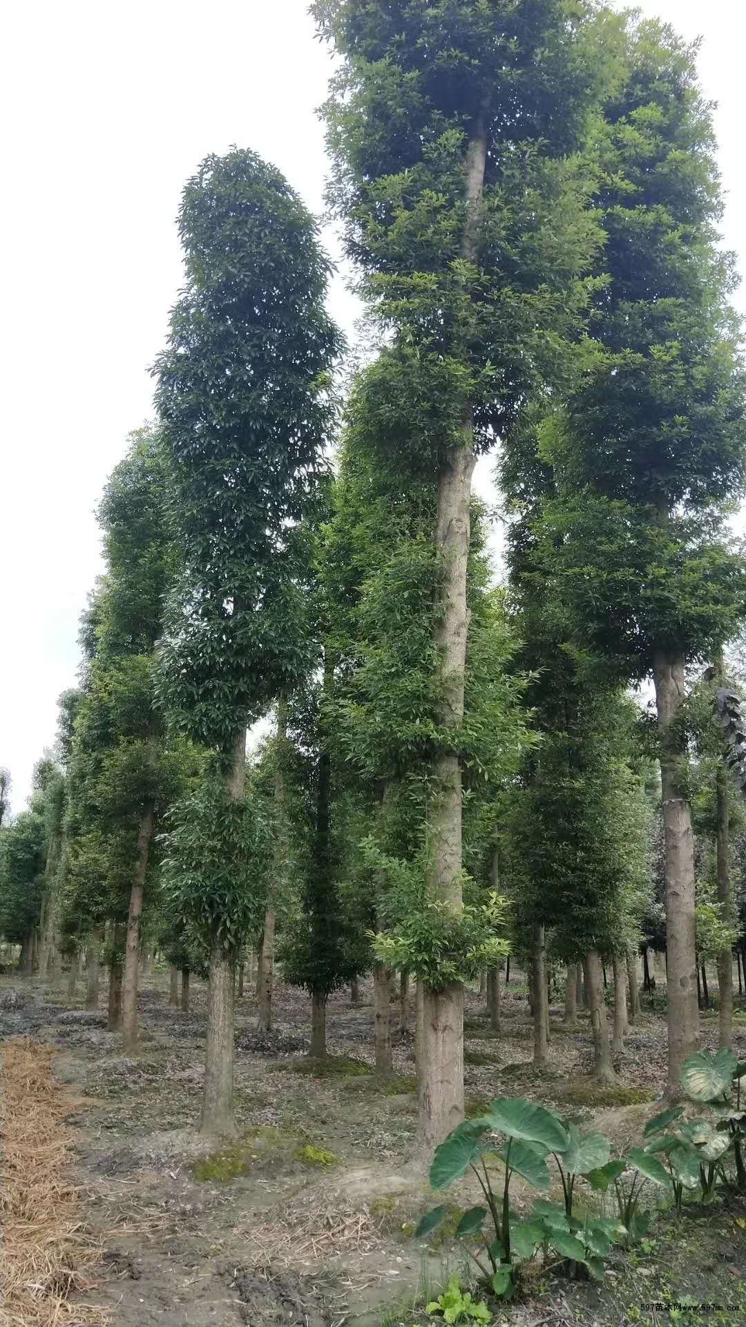 贵州20公分桢楠价格 低价出售20公分楠木熟货