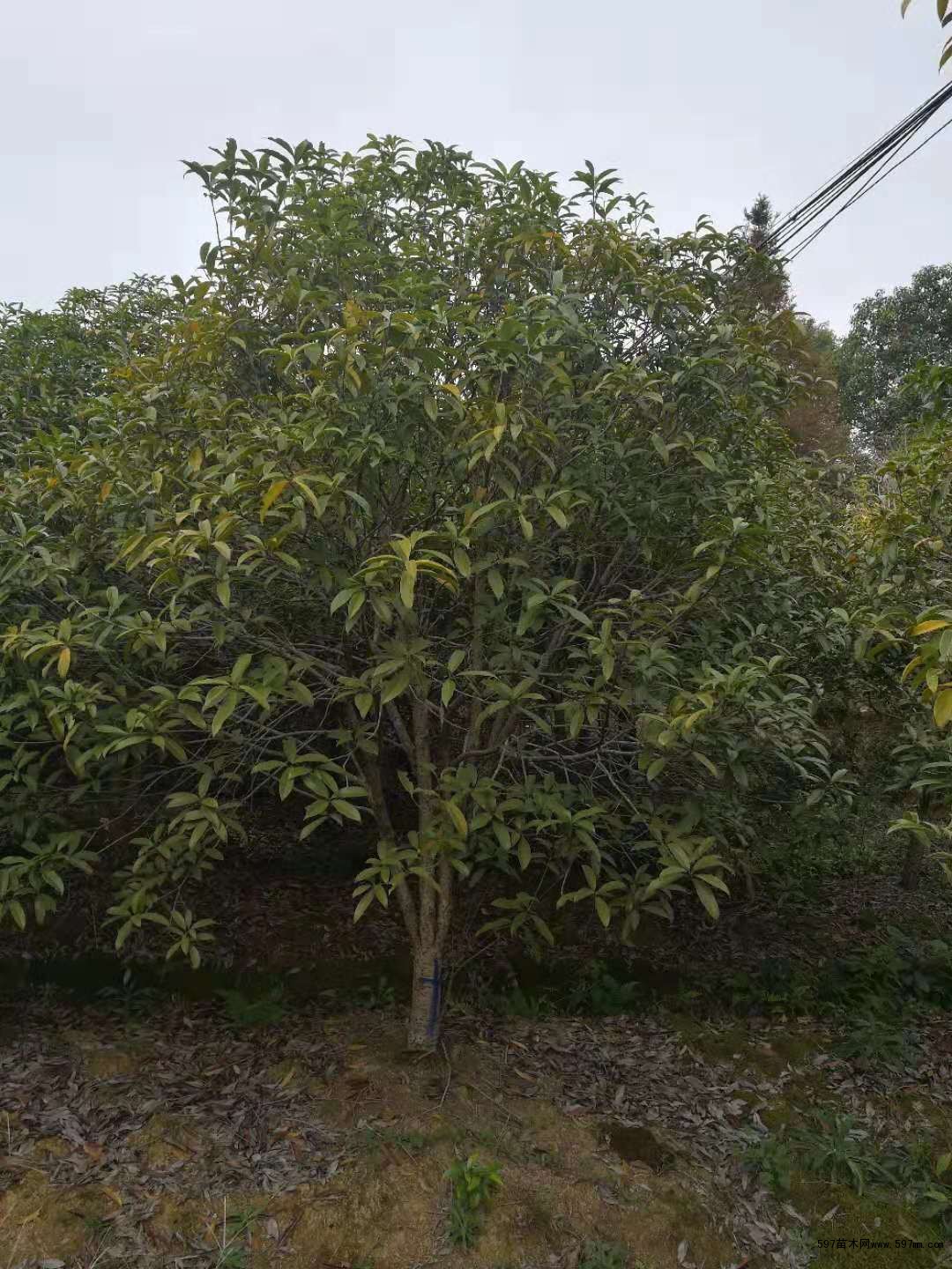 桂花苗木多少钱(桂花树苗多少钱一颗?