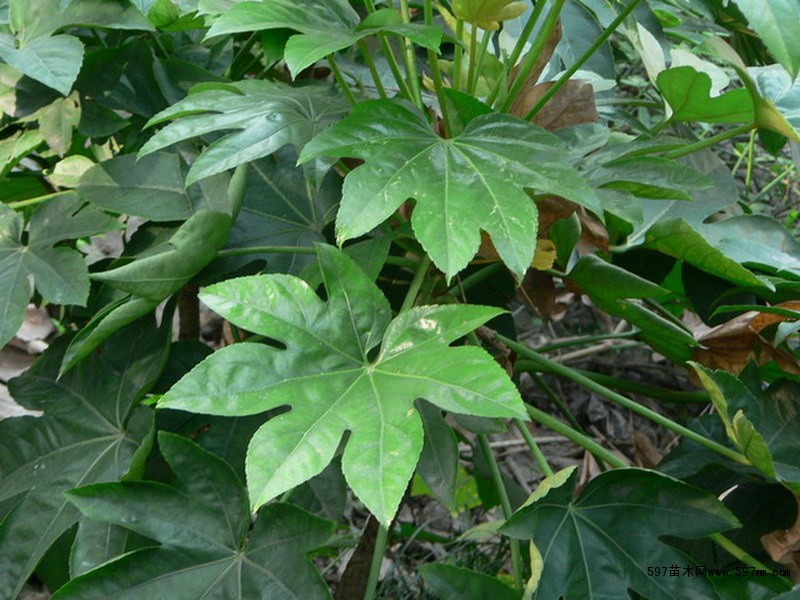 芭蕉冠幅,连翘冠幅,冠幅_大山谷图库