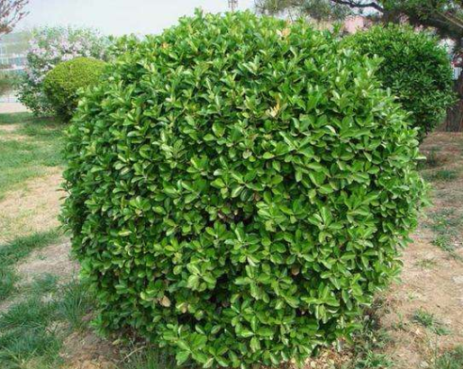 小叶黄杨适合种植于什么环境