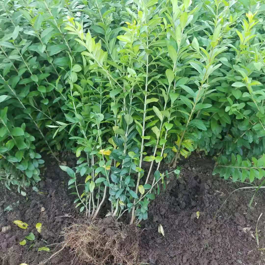 水腊绿篱苗价格50公分以上多少钱