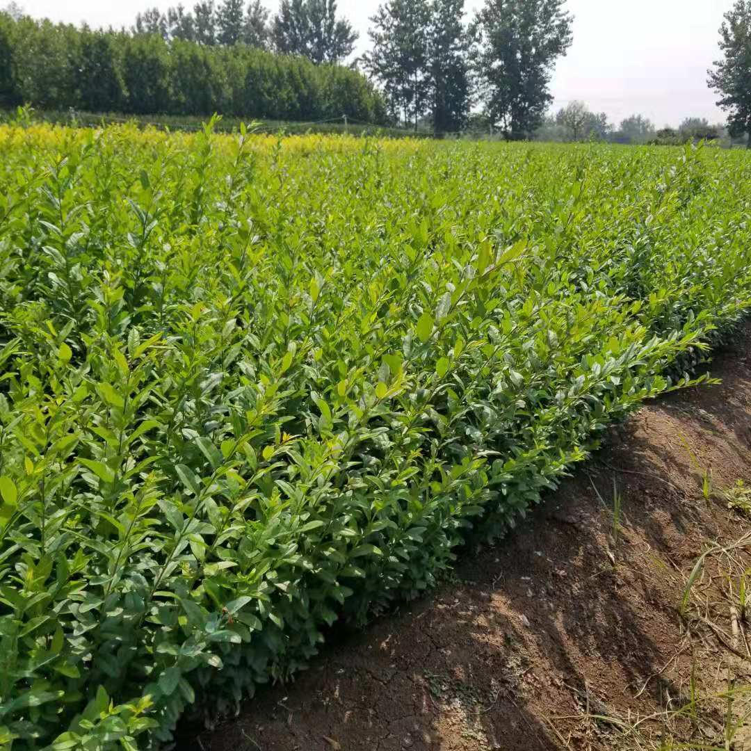 水腊绿篱苗价格50公分以上多少钱