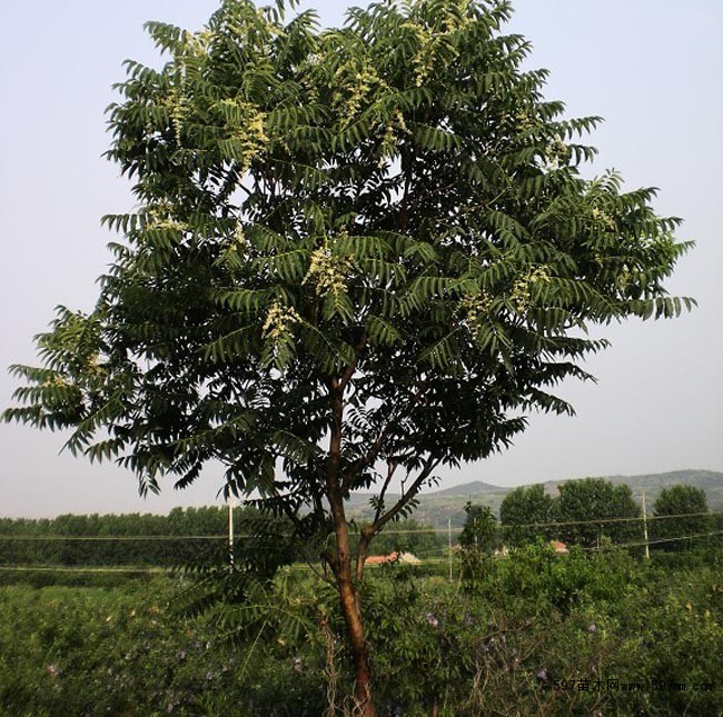 千头椿 千头椿价格 千头椿苗圃基地-597苗木网