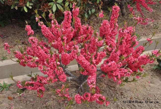 寿星桃寿星桃介绍及园林应用