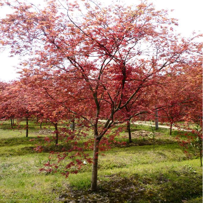 红叶李怎么才可以种植好