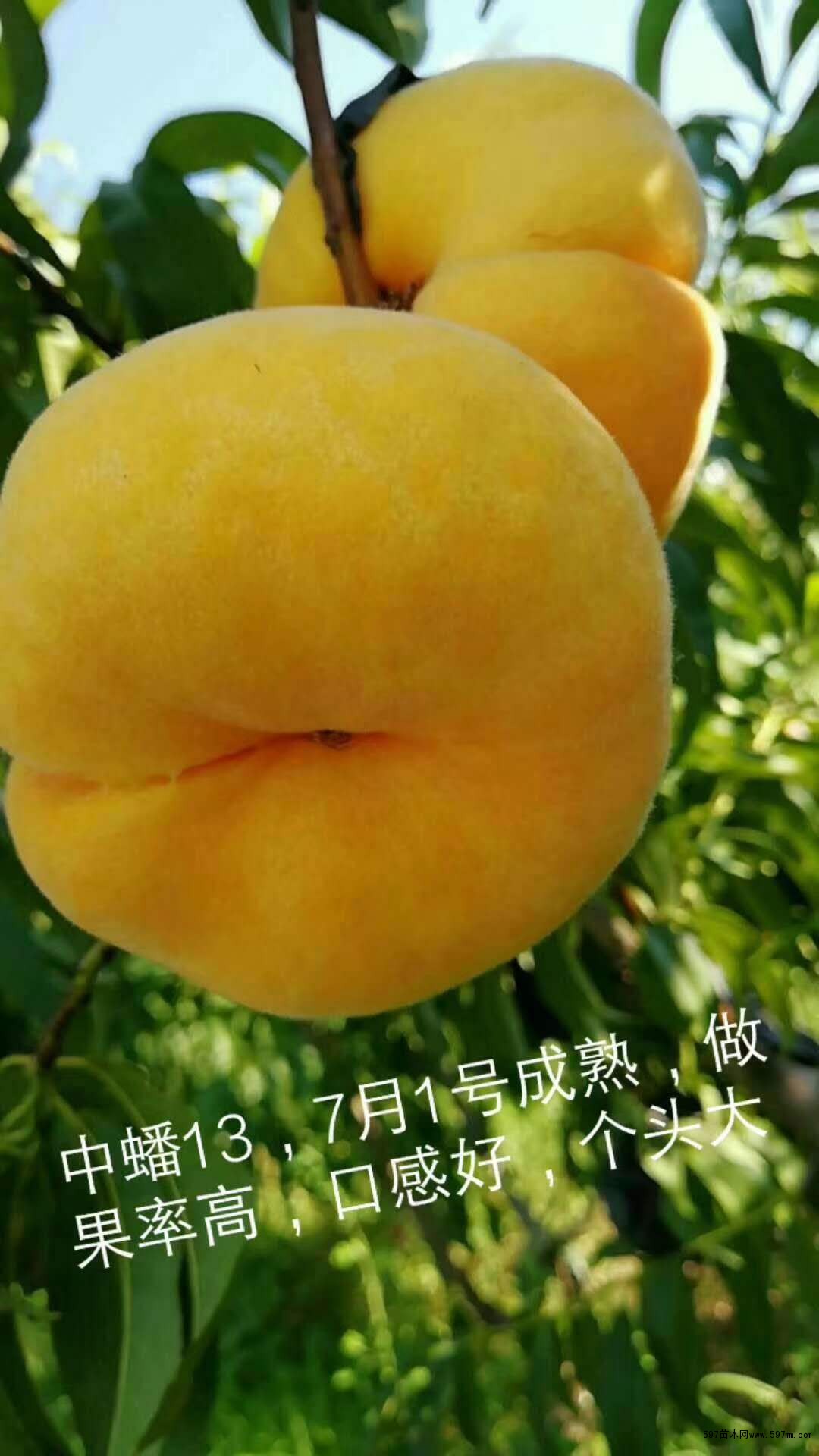 黄金蟠桃树苗黄金蟠桃树苗价格及报价