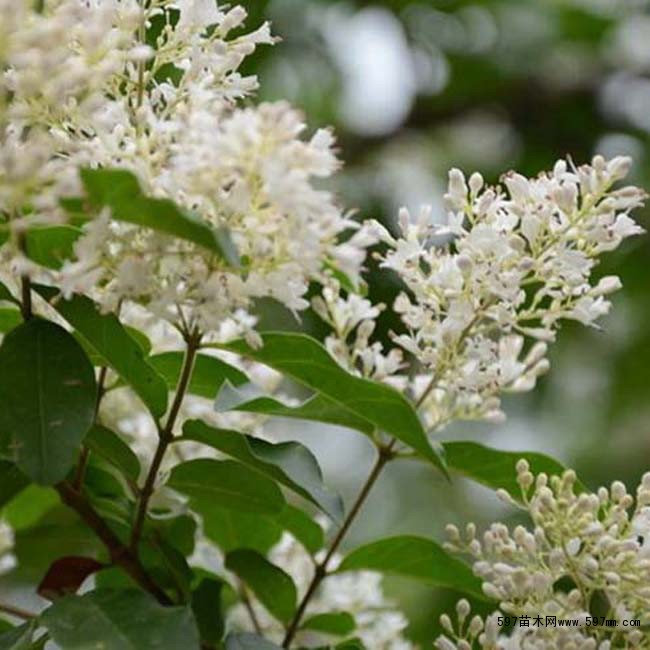 小蜡树小蜡树基地小蜡树图片