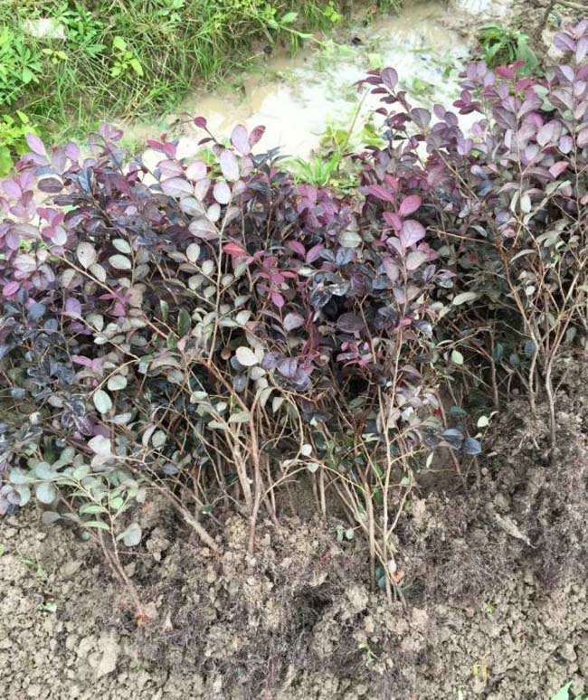 红花檵木报价 江苏红花檵木报价小苗x新价格趋势