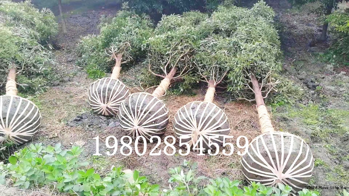 苗木冠幅怎么测量,冠幅怎么测量最简单,冠幅怎么测量图片(第3页)_大山谷图库