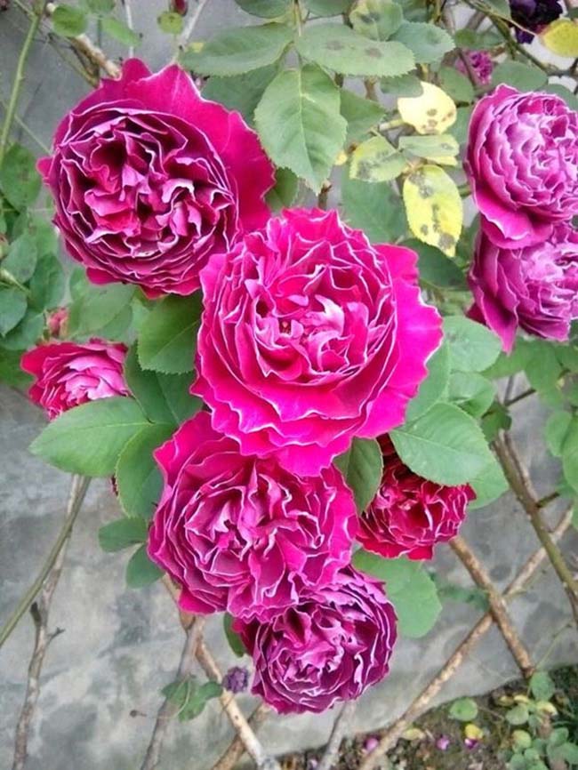 欧月欧月基地欧月图片