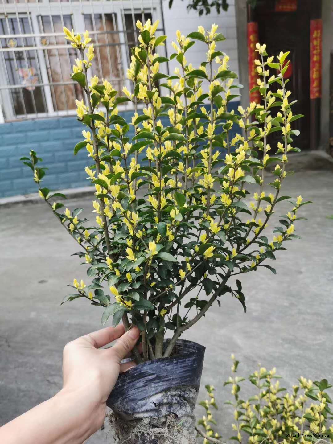 金禾女贞散笼子地苗杯苗都有售