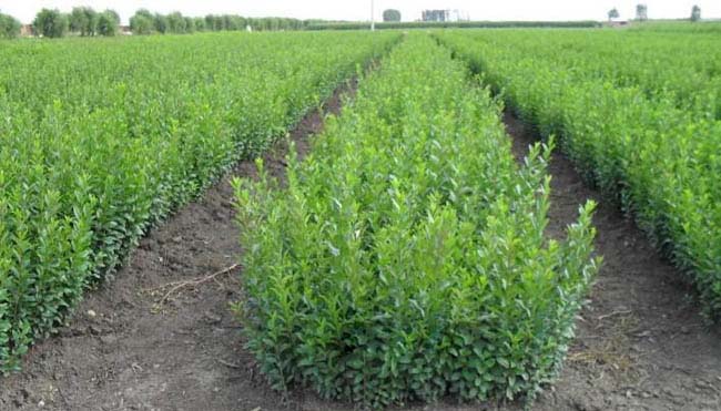 水腊灌木水腊树x新报价水蜡树图片大量供应