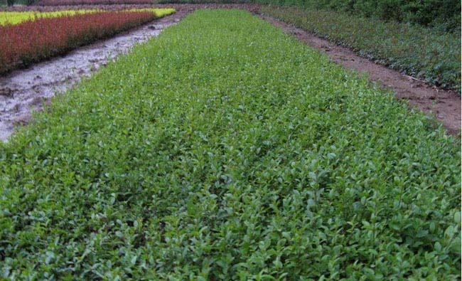 水腊灌木水腊树x新报价水蜡树图片大量供应