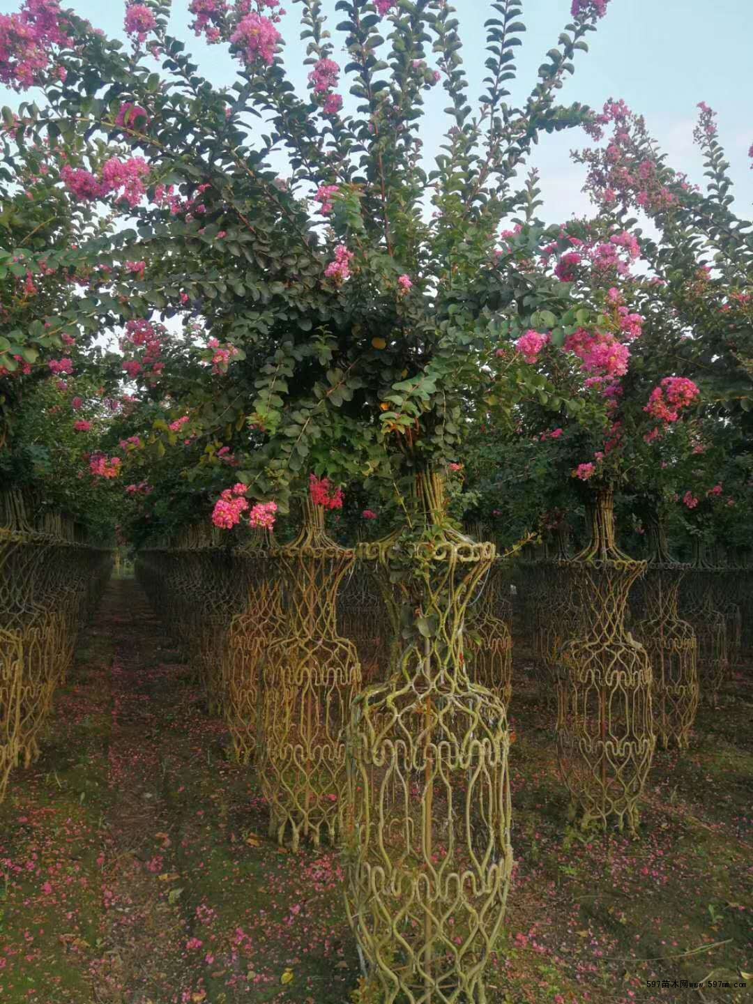 红花紫薇造型花篮价格 紫薇花瓶开花图片