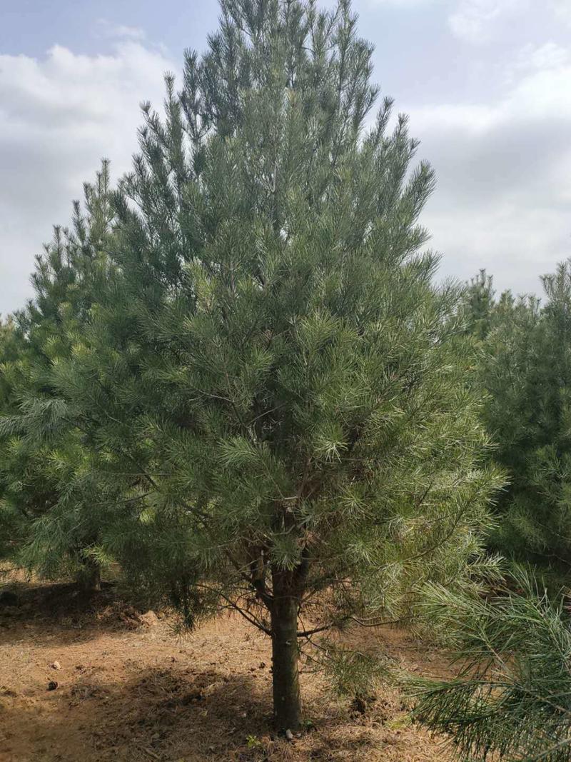 求购以上树型白皮松4米高