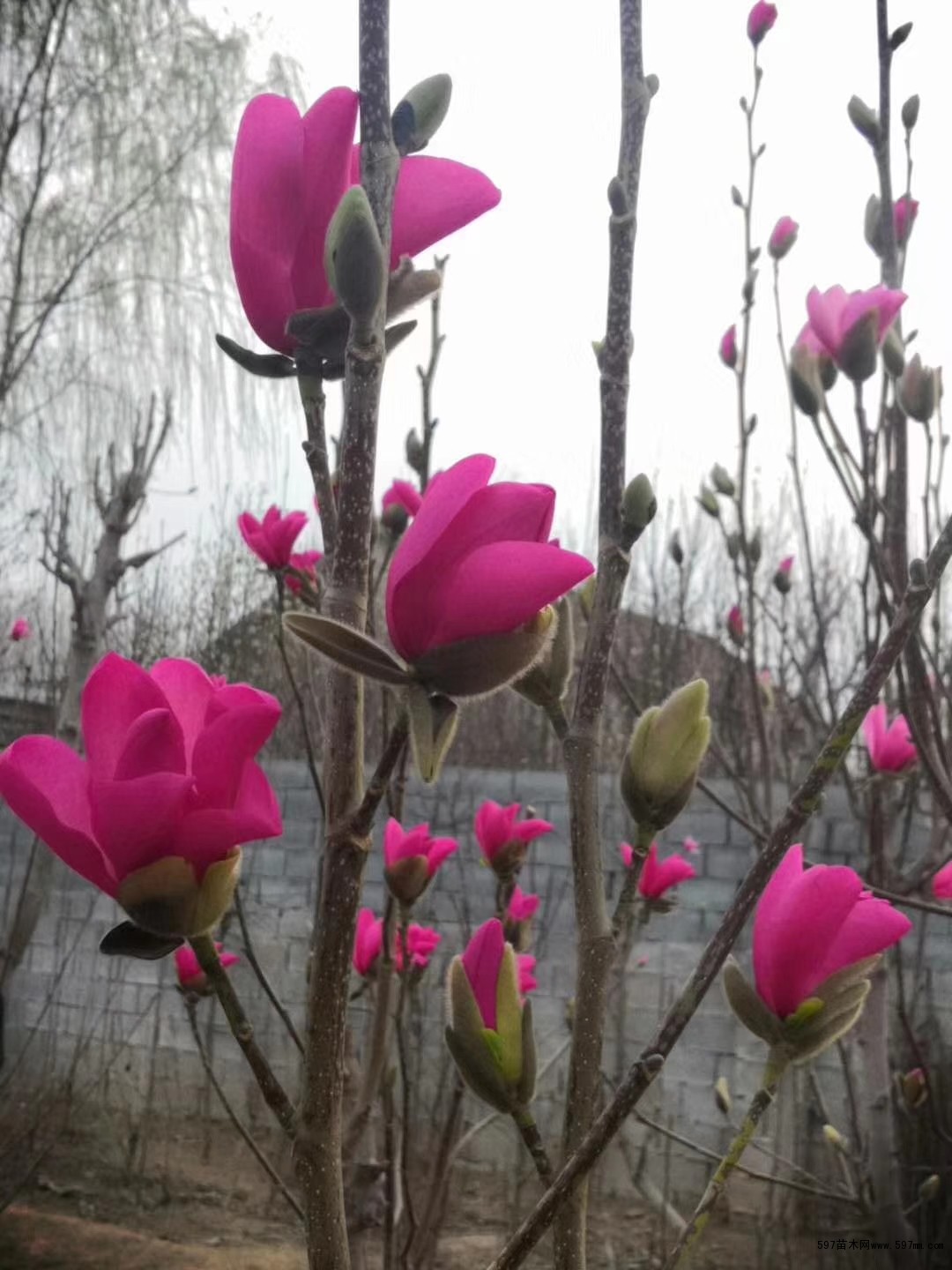 供应娇红1号玉兰