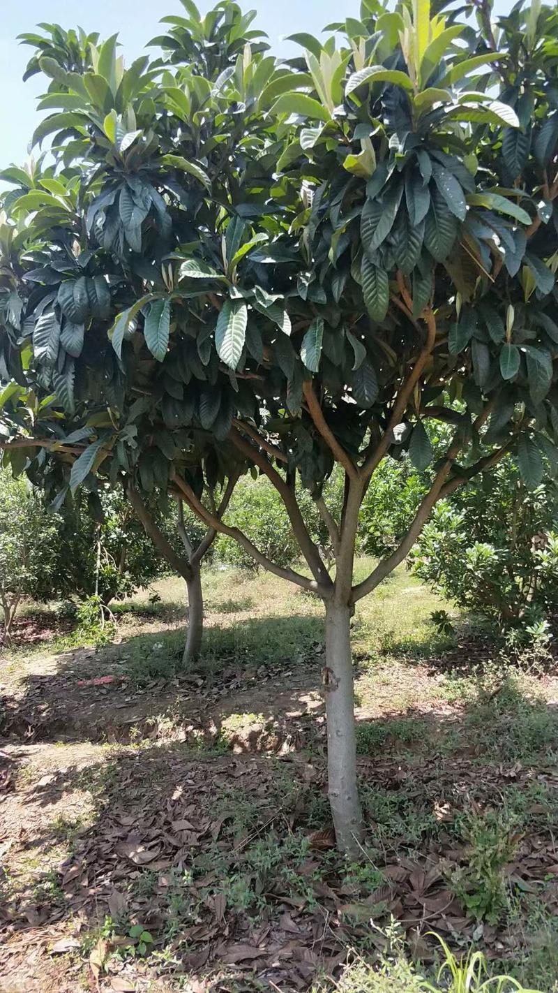 求购!胸径10分的枇杷1000棵,胸径8分的1500棵,树形如图!