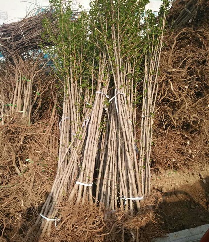 2米高银杏树苗地径2公分银杏树苗价格