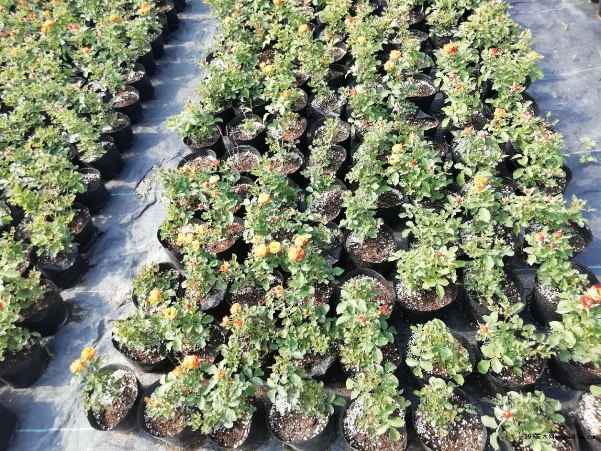 美国薄荷 马薄荷 多年草本植物美国薄荷小苗