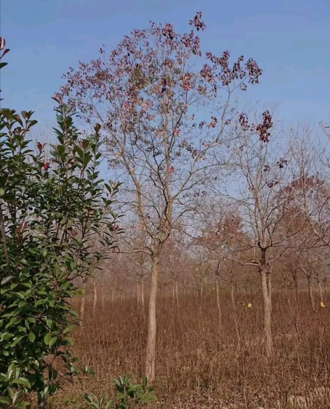乌桕15公分批发【苗木详细介绍】具体产地:先国园林是否带土球:是栽植