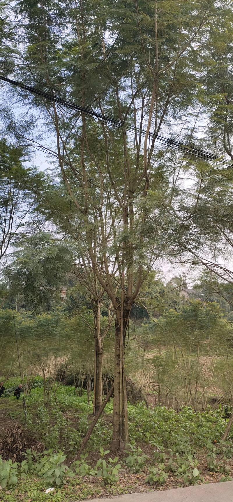 求购如图胸径20的好货蓝花楹