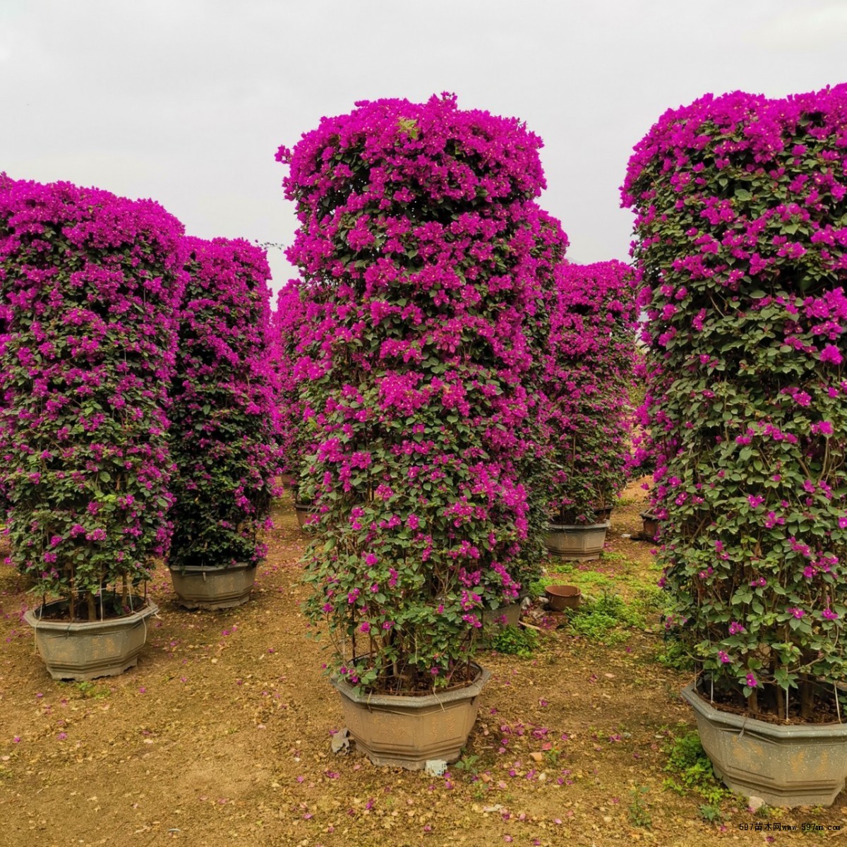 福建三角梅漳州三角梅三角梅出售种类齐全价格实惠