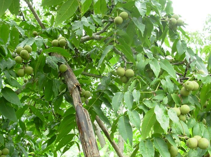 核桃树种植时候施肥要如何选择