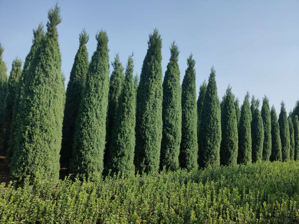 桧柏高0.8-8米北京大苗圃基地购树木市排价