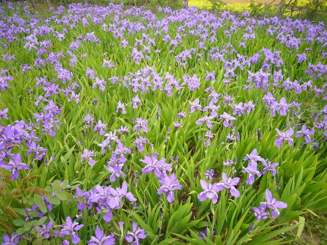 供应蓝色鸢尾草价格图片产地报价表