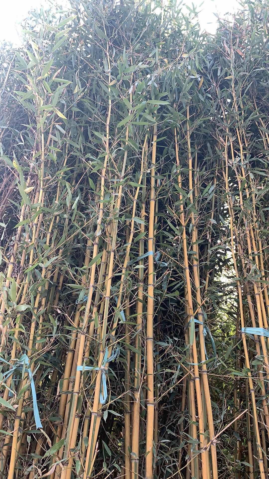 高245米金镶玉竹北京大苗圃基地购树木市排价