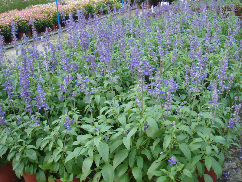 供应鼠尾草 基地批发价格