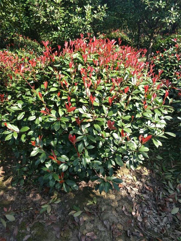 红叶石楠球价格/批发 大石楠球图片 石楠球基地直销