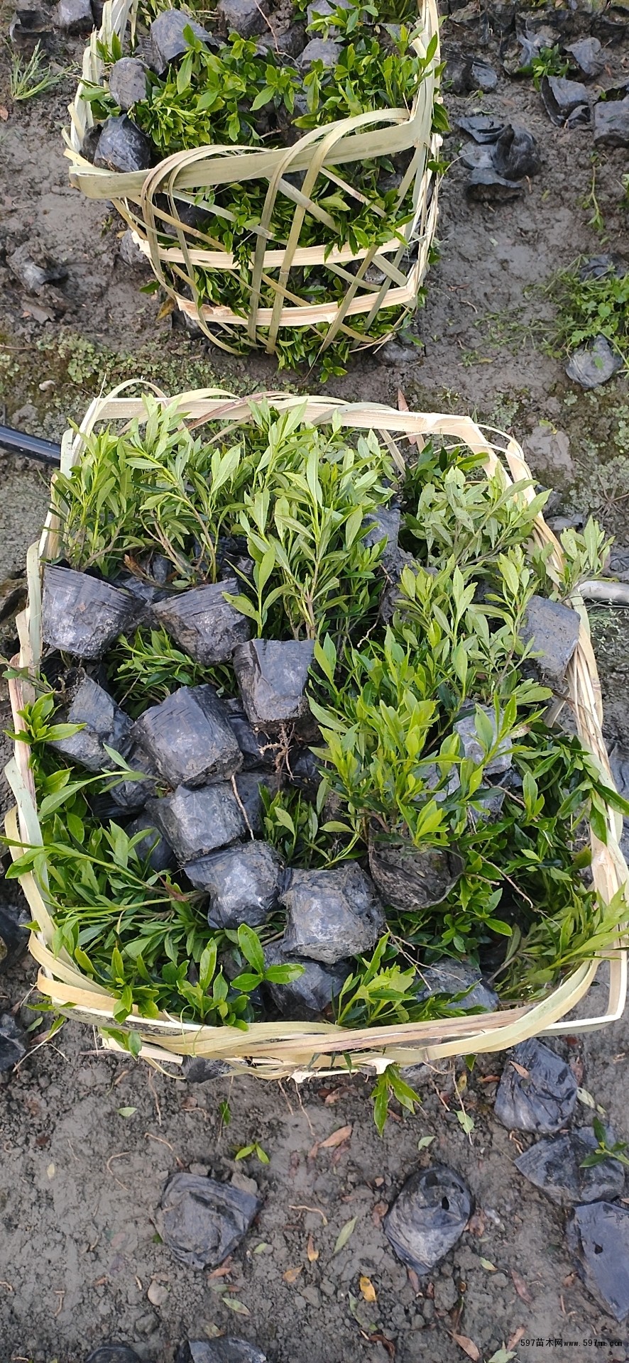 工程苗海栀子小杯杯苗,苗木基地海栀子长期供应