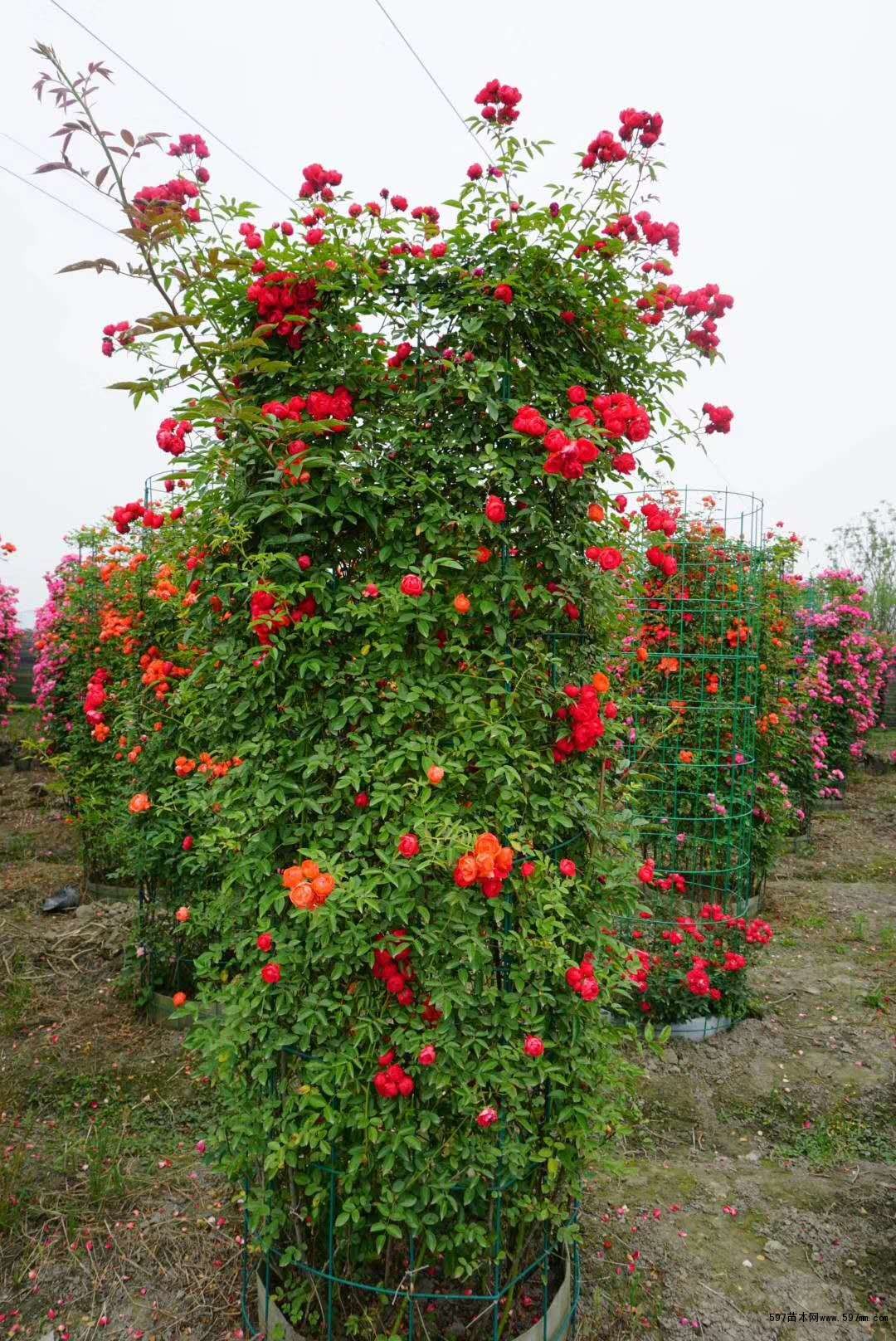 月季花柱,丰花月季袋苗基地有售,月季造型批发