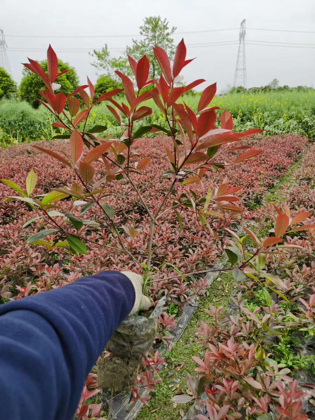 红叶石楠冠幅30-50的散笼子有售,红叶石楠价格-597苗木网