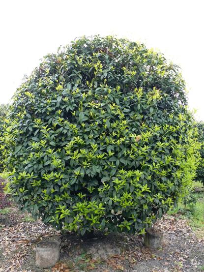 景赐园林长期供应各种工程 绿化 苗木,主要 乔木 品种有桂花树, 香樟