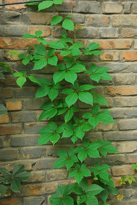 供应爬山虎五叶地锦爬墙虎价格优廉