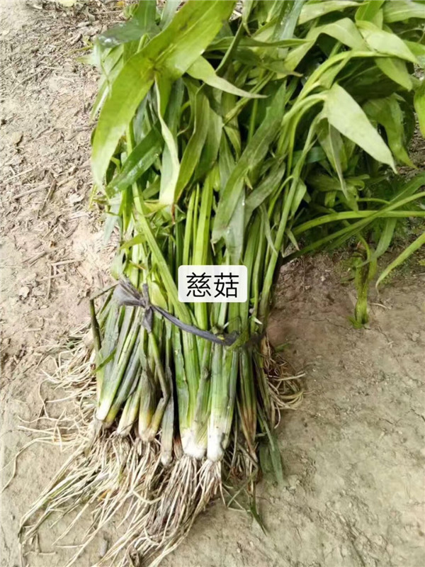 有刺慈菇图片,慈菇图片,光慈菇的图片(第14页)_大山谷图库