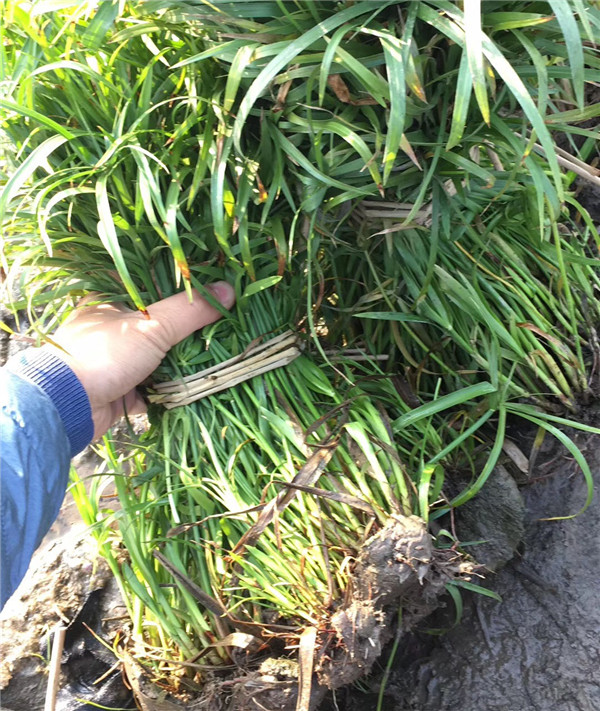 供应旱伞草旱伞草苗别名伞草水棕竹风车草