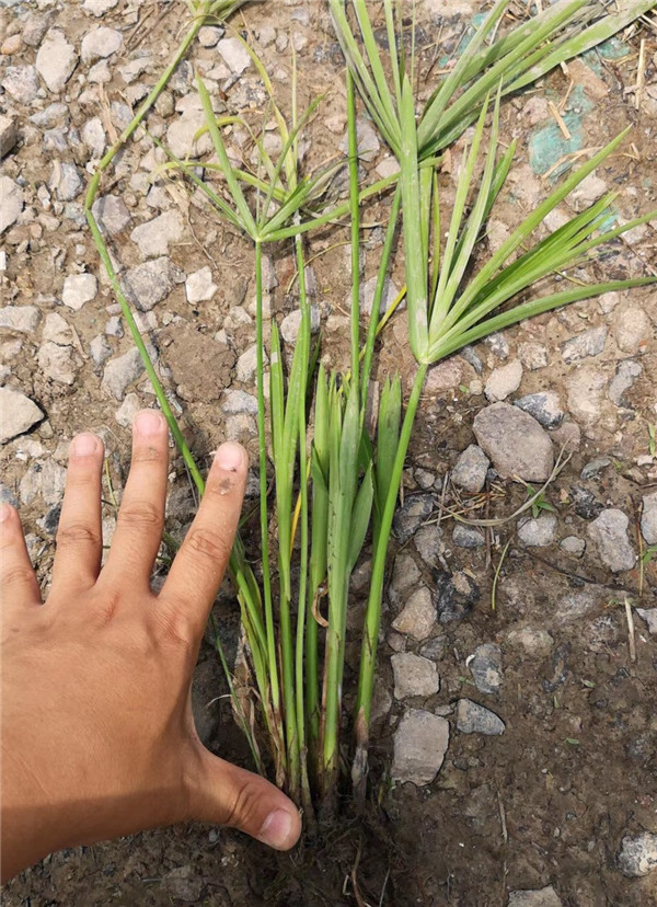 供应旱伞草旱伞草苗别名伞草水棕竹风车草